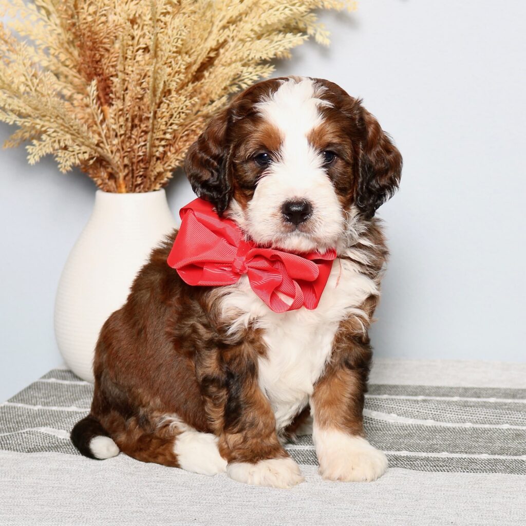 Bernedoodle Puppies For Sale